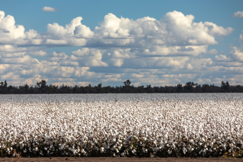 Cotton Field Under Blue Sky - Australian Stock Image