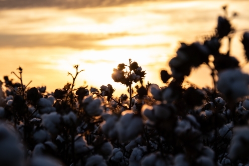 Cotton field under the sky with golden hues during sunset. - Australian Stock Image
