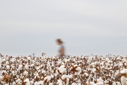 Cotton field with white and fluffy cotton bolls with a blurry figure of a woman. - Australian Stock Image