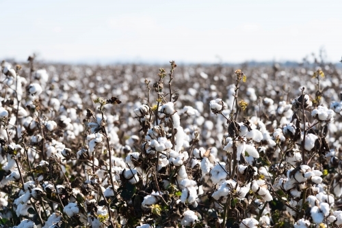 cotton fields close up view near Dubbo - Australian Stock Image