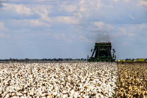 Cotton Picker - Australian Stock Image