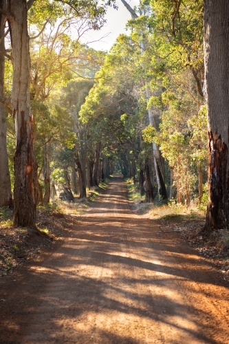 Country dirt road through forest - Australian Stock Image