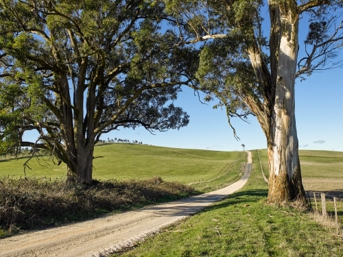 country road leading through gum trees and over a grassy hill - Australian Stock Image