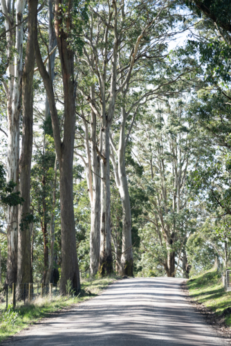 Country road lined in  tall eucalypts - Australian Stock Image