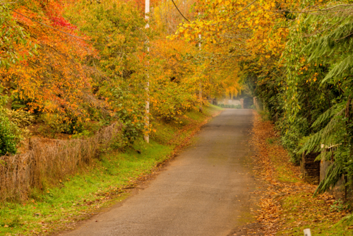 Country Road Lined With Autumn Colours - Australian Stock Image
