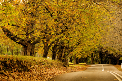 Country Road Lined With Autumn Colours - Australian Stock Image