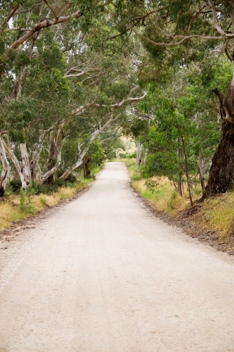 country road lined with gum trees, vertical - Australian Stock Image
