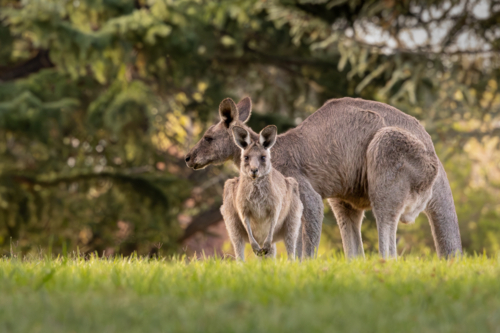 Couple of kangaroos grazing in grassy field in late afternoon sunlight - Australian Stock Image