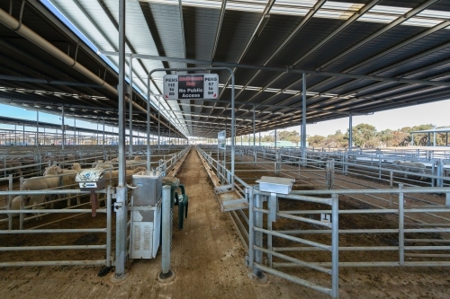 covered sheep saleyards with pens of sheep - Australian Stock Image