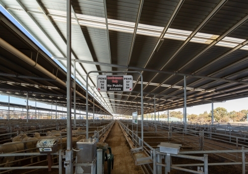 covered sheep saleyards with pens of sheep - Australian Stock Image