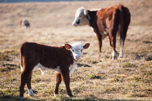 Cow and Calf in a dry paddock - Australian Stock Image
