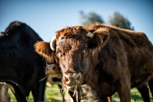 Cow in a group looking at camera - Australian Stock Image