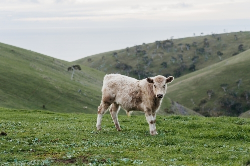 Cow in hilly landscape