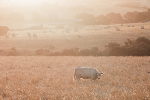 Cow in paddock at sunset with hay bales in background - Australian Stock Image