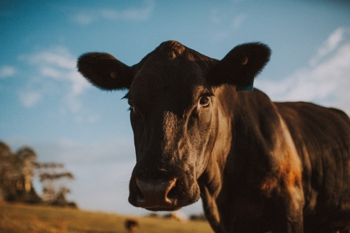 Cow on Farm - Australian Stock Image
