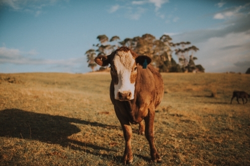 Cow on Farm - Australian Stock Image