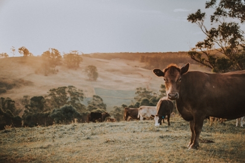 Cow on Farm - Australian Stock Image