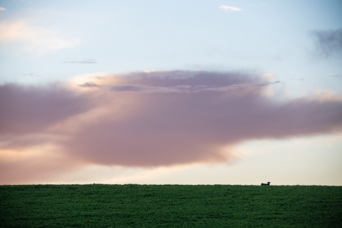 Cow peers over hilltop at dawn - Australian Stock Image
