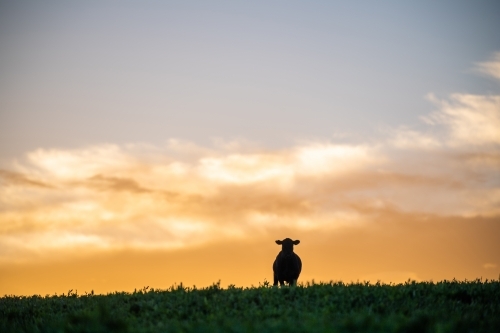 Cow silhouette on hilltop at dawn - Australian Stock Image