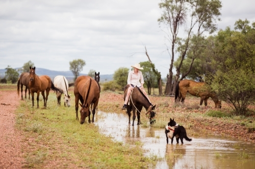 Cowgirl with horses and dog drinking rainwater - Australian Stock Image