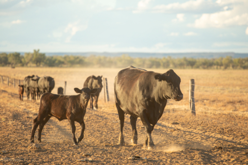 Cows and calves walking toward the viewer along a fence - Australian Stock Image