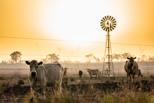 Cows and windmill in dry smoky drought conditions - Australian Stock Image