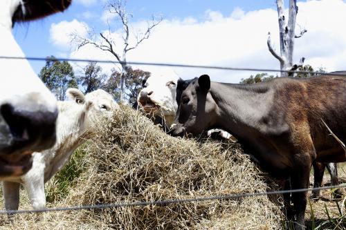 Cows eating hay - Australian Stock Image