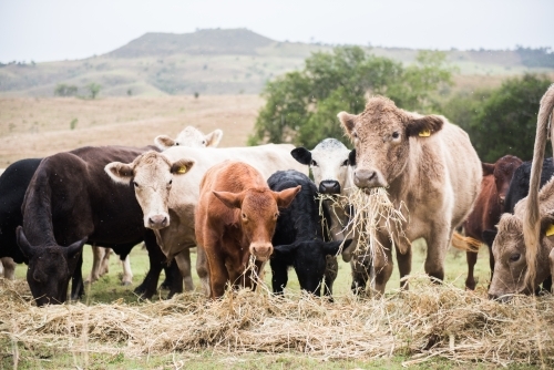 Cows eating hay in a paddock - Australian Stock Image