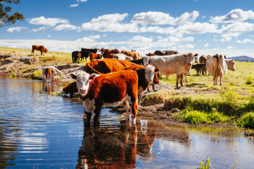 Cows graze by the side of the road in Paterson, Hunter Valley, New South Wales,  Australia - Australian Stock Image