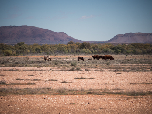 Cows grazing at Koonenberry Mountain, New South Wales - Australian Stock Image