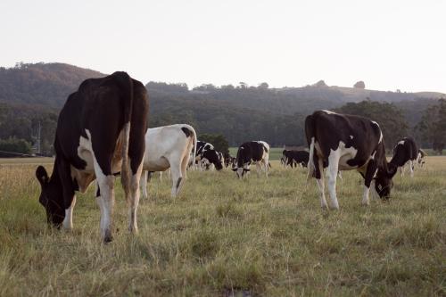 Cows grazing at sunset - Australian Stock Image