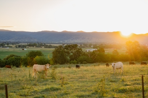 Cows grazing in paddock in golden afternoon light with the Mudgee Region's rolling hills in the back - Australian Stock Image