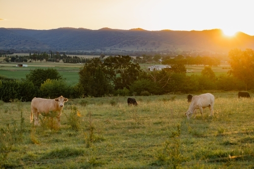 Cows grazing in paddock in golden afternoon light with the Mudgee Region's rolling hills in the back - Australian Stock Image