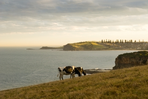 Cows grazing on a coastal hill at sunrise