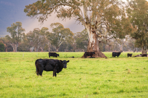 Cows grazing on a dairy farm in rural Victoria at sunset time after the rain, Australia - Australian Stock Image