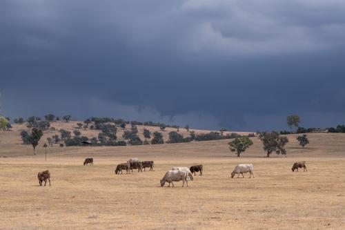 Cows grazing with stormy skies in background