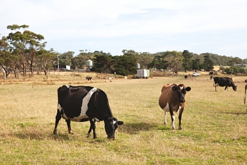 Cows in a rural setting, in a Victorian grass paddock - Australian Stock Image