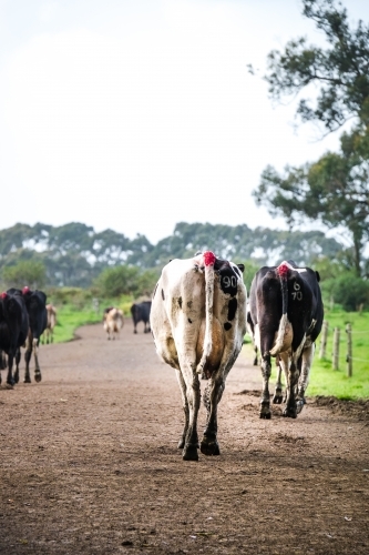 Cows leave the dairy in the morning and head down the track to the paddock - Australian Stock Image
