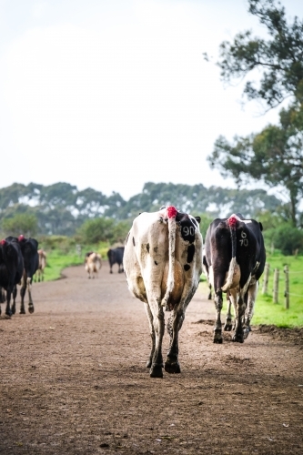 Cows leave the dairy in the morning and head down the track to the paddock