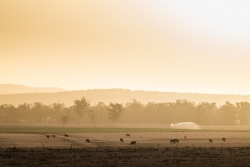 cows on a farm during drought and bushfire conditions - Australian Stock Image