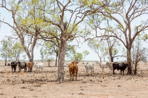 Cows on cattle station in outback north Queensland - Australian Stock Image