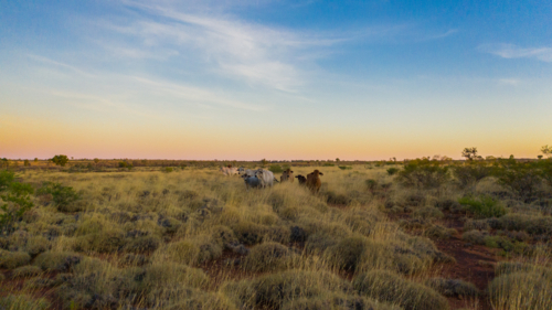 Cows on Kimberley station at sunset - Australian Stock Image