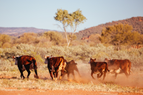 Cows run by the side of the Plenty Hwy near Mount Riddock cattle station in Northern Territory, - Australian Stock Image