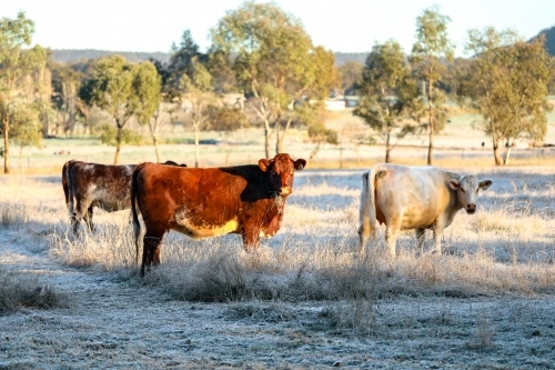 Cows standing in field on cold winter morning in heavy frost - Australian Stock Image
