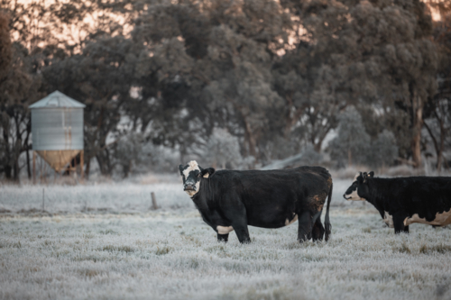 Cows standing in frost covered field on winter morning - Australian Stock Image