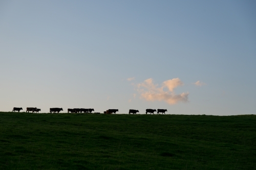 Cows walking home single file at the end of the day - Australian Stock Image