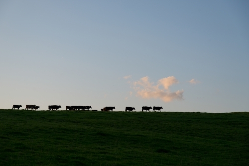 Cows walking home single file at the end of the day