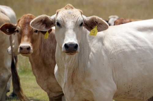 Cows with ear tags standing in a paddock - Australian Stock Image