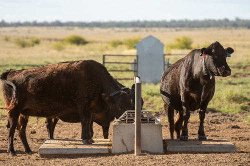 Cows with gps collars - Australian Stock Image
