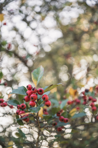 crab apple backlit in garden - Australian Stock Image
